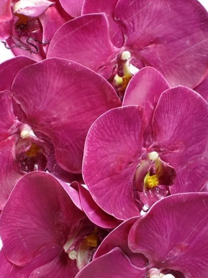 phalaenopsis_spray__in_fu_2.webp Aldik Home Silk Orchids<Phalaenopsis Spray 45 in. Fuchsia