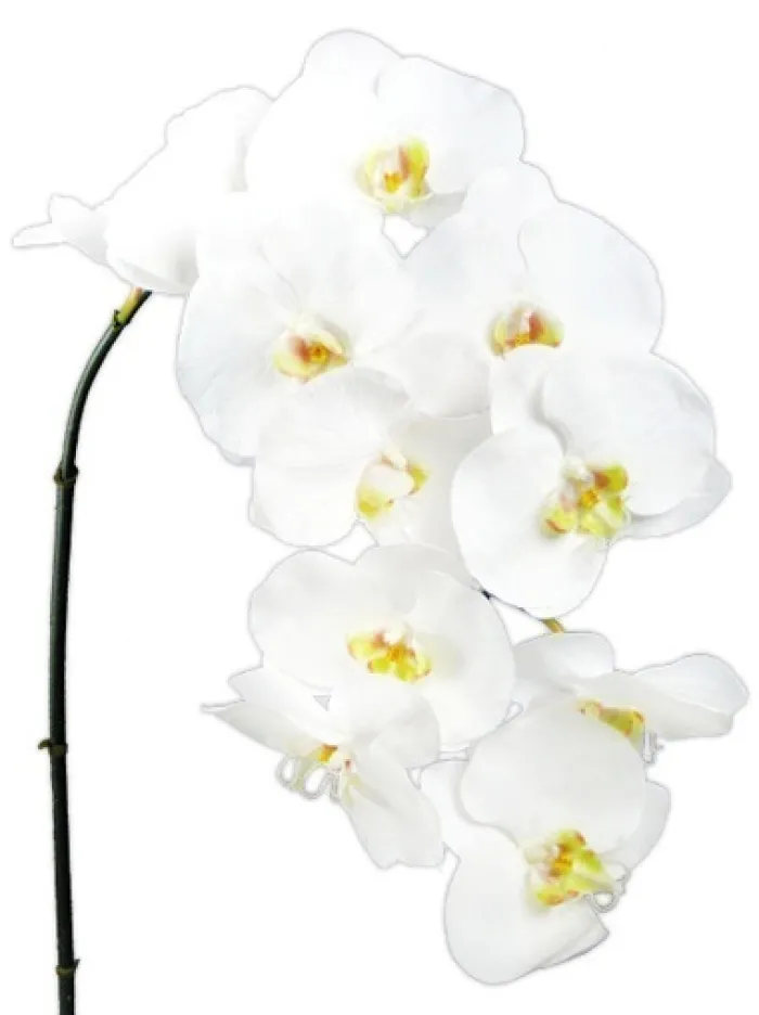 phalaenopsis_spray__in_wh_0-1.webp Aldik Home Silk Orchids<Phalaenopsis Spray 45 in. White