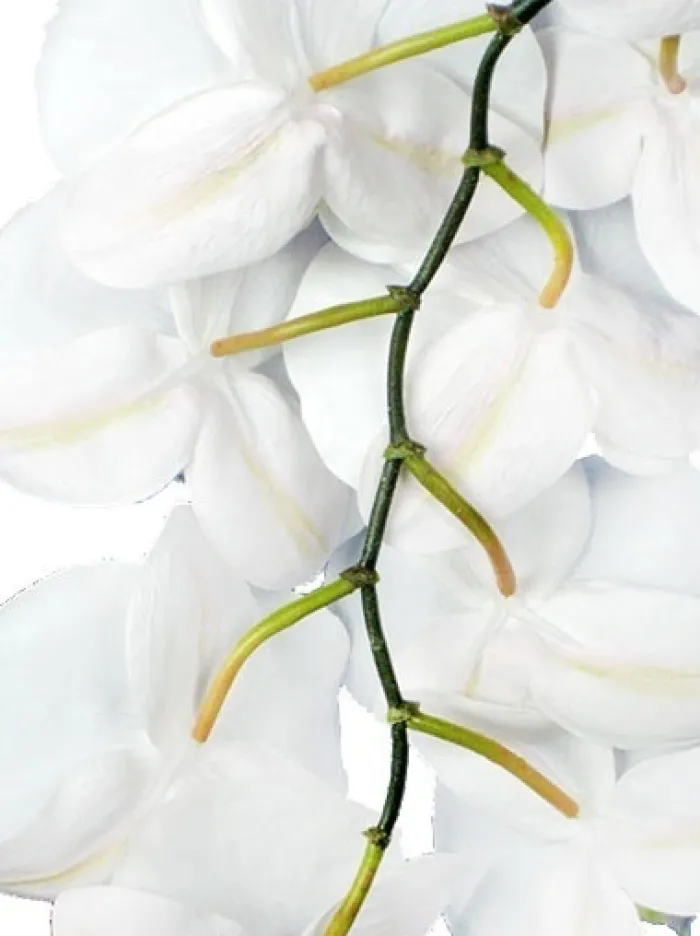 phalaenopsis_spray__in_wh_1-1.webp Aldik Home Silk Orchids<Phalaenopsis Spray 45 in. White
