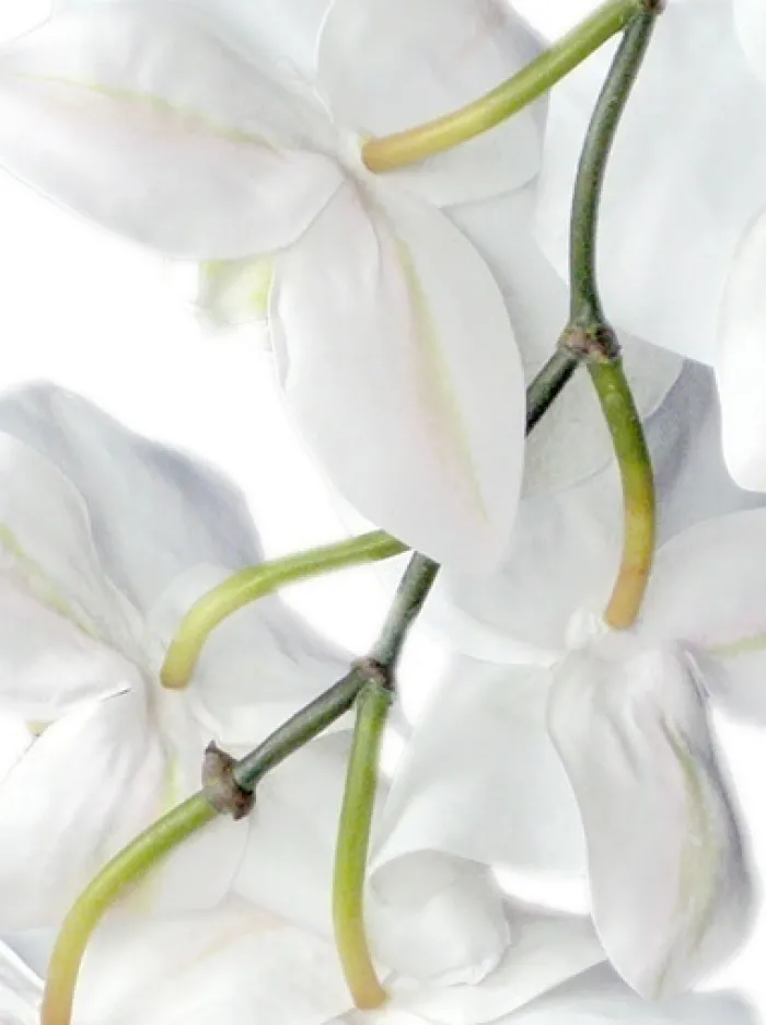 phalaenopsis_spray__in_wh_1.webp Aldik Home Silk Orchids<Phalaenopsis Spray 37.5 in. White