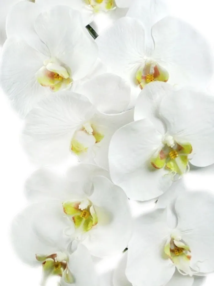 phalaenopsis_spray__in_wh_2-1.webp Aldik Home Silk Orchids<Phalaenopsis Spray 45 in. White