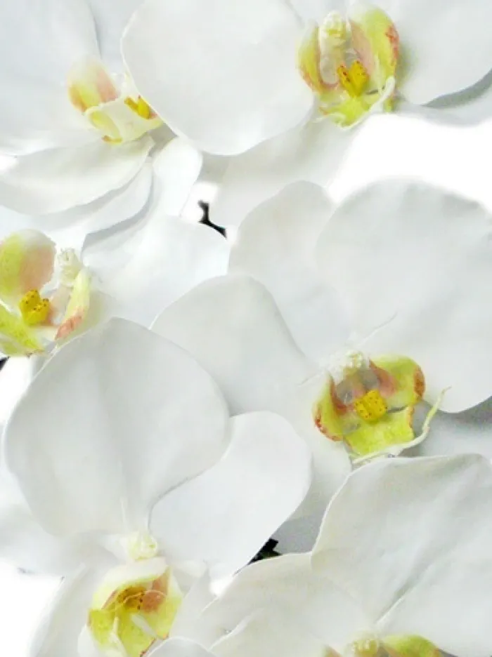 phalaenopsis_spray__in_wh_2.webp Aldik Home Silk Orchids<Phalaenopsis Spray 37.5 in. White