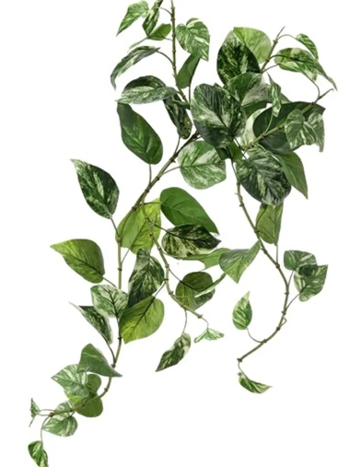 pothos_bush__in_green__wh_0.webp Aldik Home Tropical Plants & Flowers<Pothos Bush 27 in. Green / White