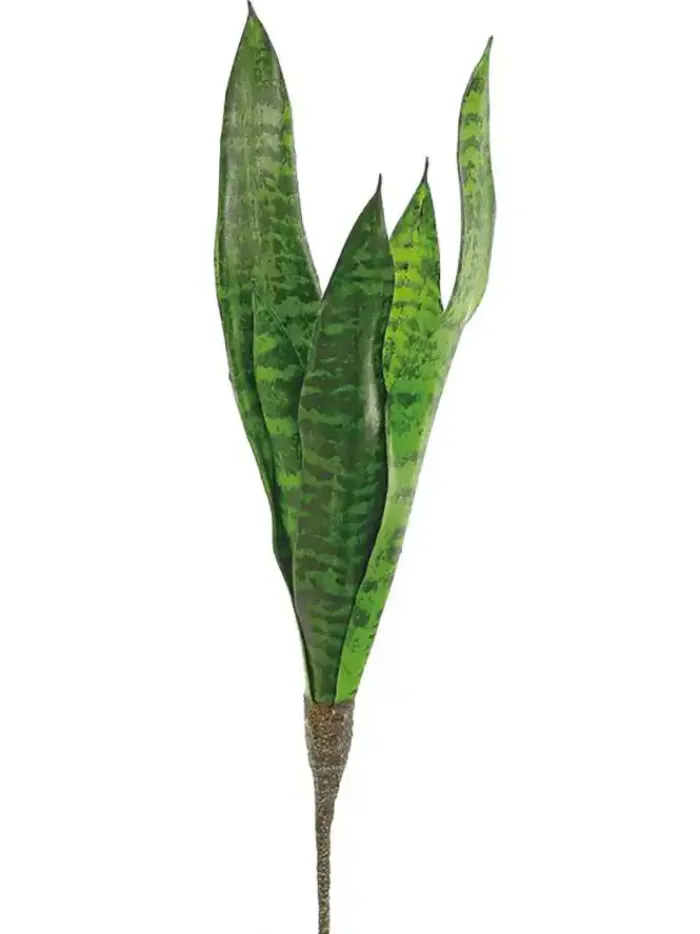 sansevieria__in_0.webp Aldik Home Tropical Plants & Flowers<Sansevieria 20 In.