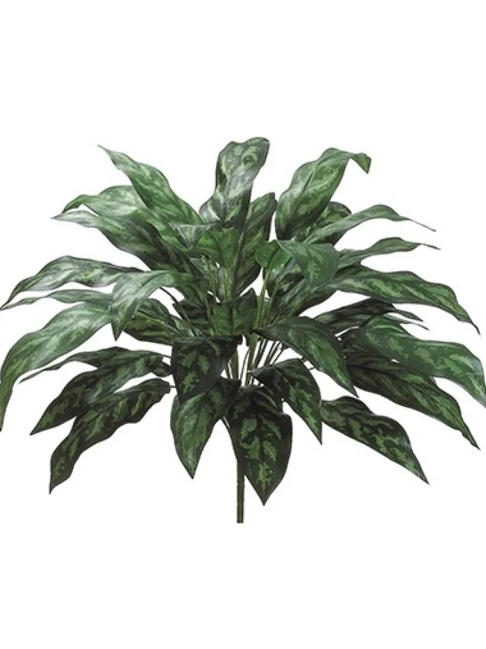 silver_queen_plant__in_0.webp Aldik Home Tropical Plants & Flowers<Silver Queen Plant 28 in.