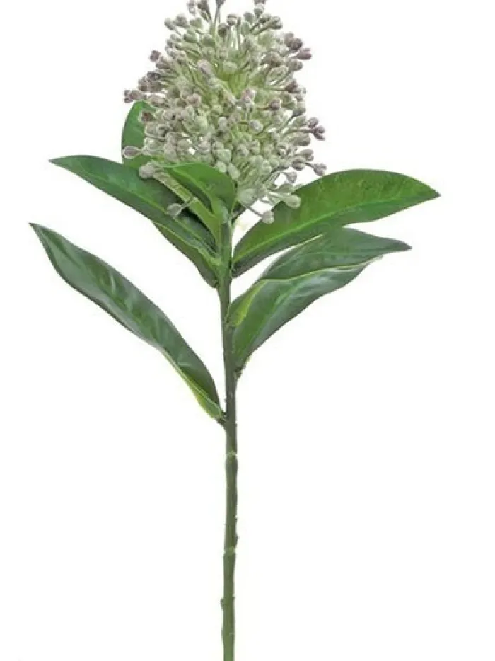 skimmia__in_green__grape_0.webp Aldik Home Tropical Plants & Flowers<Skimmia 13 in. Green / Grape