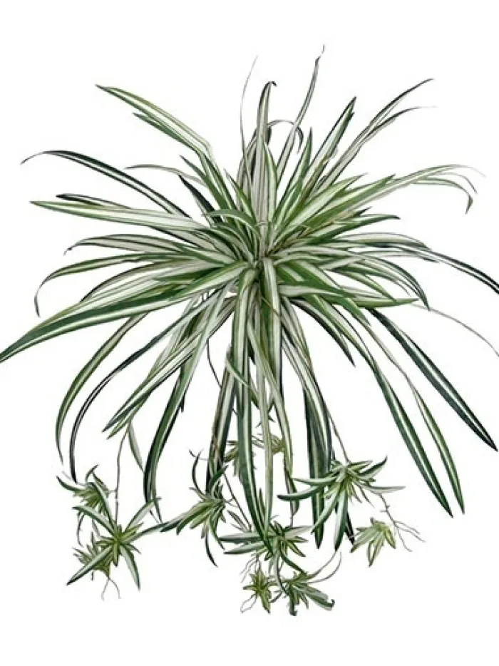 spider_plant__in_0.webp Aldik Home Tropical Plants & Flowers<Spider Plant 20 in.