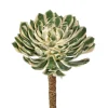 Aldik Home Echeverias<Spoon Succulent 10 in. Green/Cream/Pink