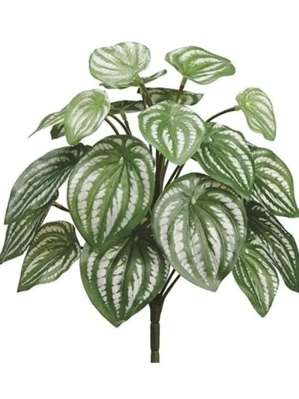 Aldik Home Tropical Plants & Flowers | Desk Plants<Watermelon Bush 12 in. Green / Silver