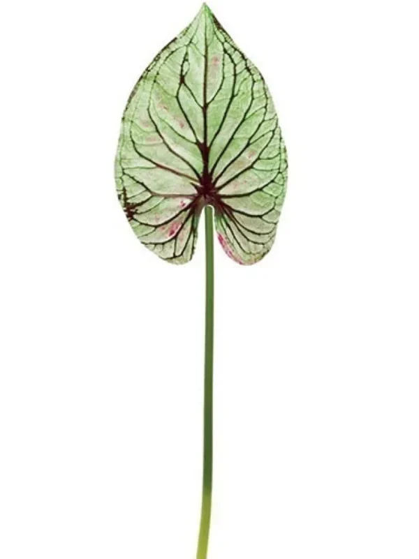 Aldik Home Tropical Plants & Flowers<Wild Caladium Leaf 47 in. Green