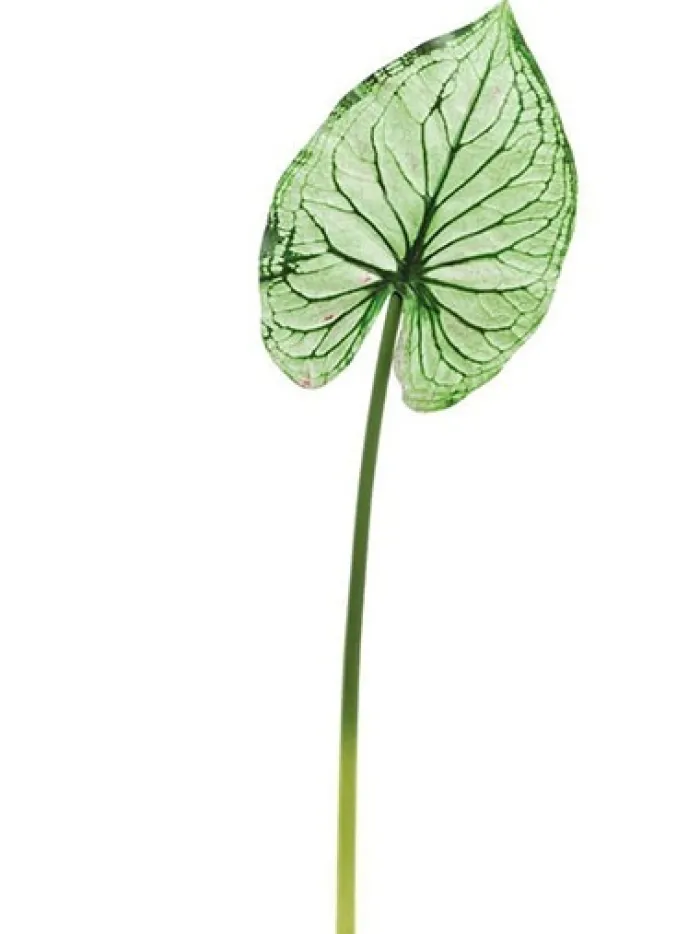 wild_caladium_leaf__in_gr_0.webp Aldik Home Tropical Plants & Flowers<Wild Caladium Leaf 36.5 in. Green