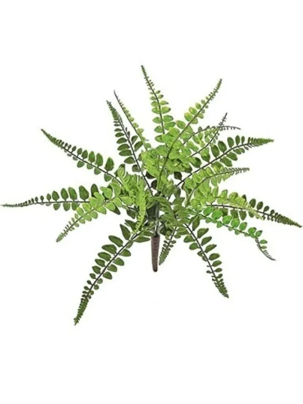 Aldik Home Desk Plants | Tropical Plants & Flowers<Wing Fern Bush 13 in.