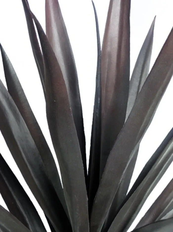 yucca__in_burgundy_2.webp Aldik Home Yucca Plants<Yucca 27 in. Burgundy