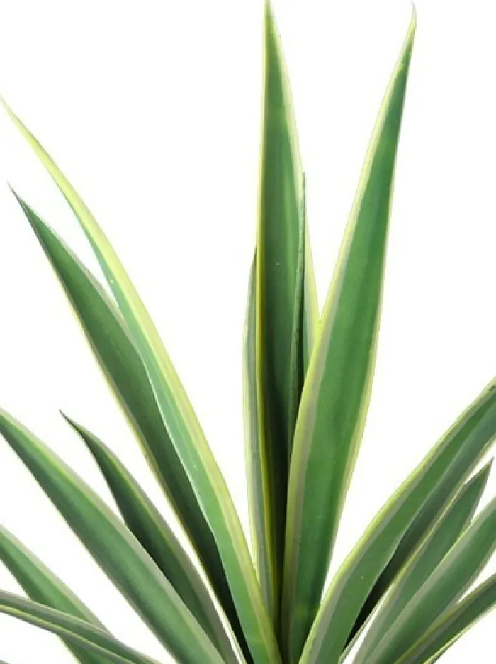 yucca__in_variegated_gree_2.webp Aldik Home Yucca Plants<Yucca 27 in. Variegated Green